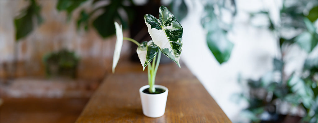 Variegated Alocasia Frydek | Rare Indoor Plant Nursery Chalet Boutique, Australia