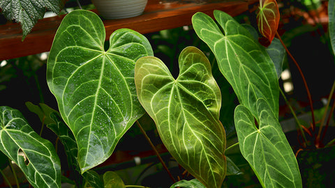 Anthurium crystallinum  | Australian Indoor Houseplants | Chalet Boutique