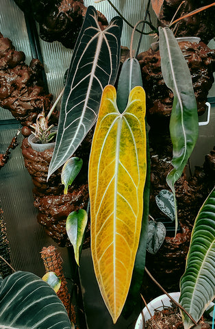 Anthurium | Australian Indoor Houseplants | Chalet Boutique