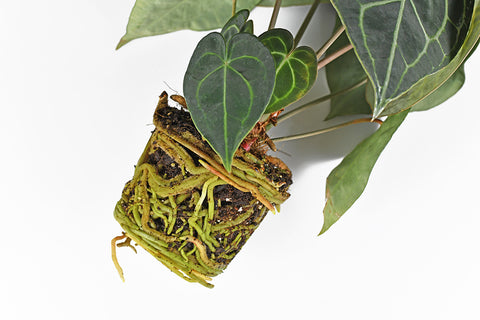 Repotting Anthurium | Australian Indoor Houseplants | Chalet Boutique