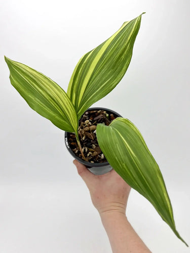 Aspidistra Elatior Variegated