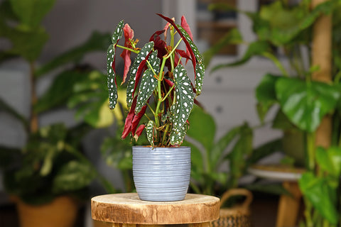 Begonia | Australian Indoor Houseplants | Chalet Boutique, Australia