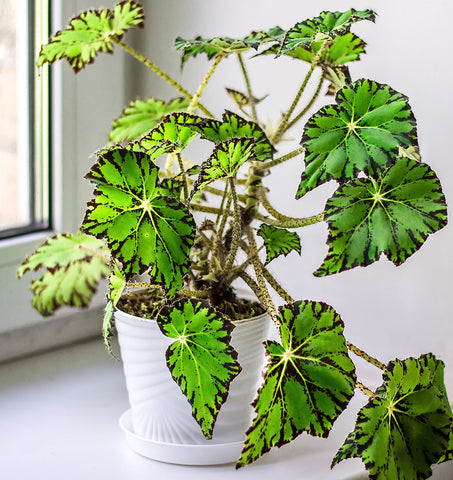 Begonia | Australian Indoor Houseplants | Chalet Boutique, Australia