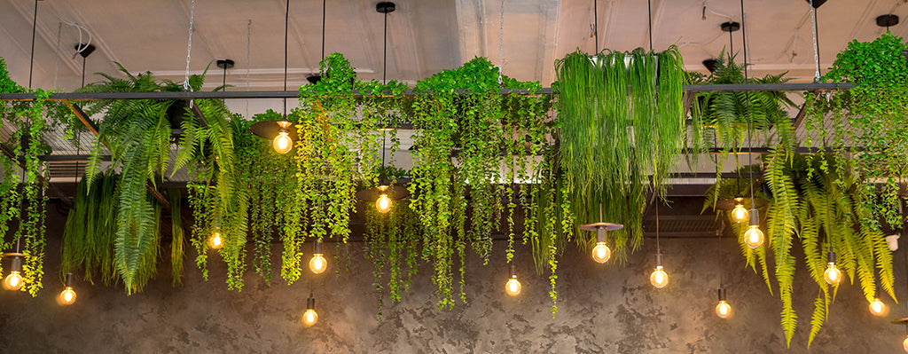 Best Low-Light Hanging Indoor Plants