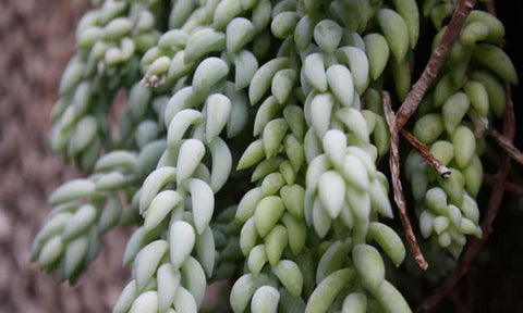 Donkey's Tail | Best Low-Light Hanging Indoor Plants