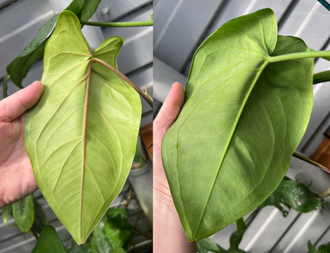 Syngonium macrophyllum V's Syngonium Chiapense Underleaves