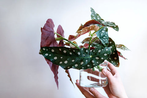 Begonia maculata rooting cuttings in water | Chalet Boutique, Australia
