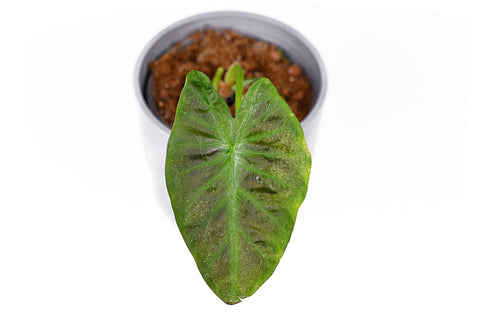 Damage caused by spider mite pests on a indoor plant leaf | Chalet Boutique, Australia