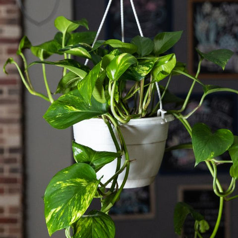 Devils Ivy Pothos Low-Light Indoor Plants