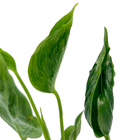 Epipremnum 'Shangri La' | Best Low-Light Hanging Indoor Plants