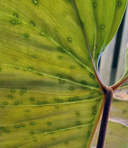 Extrafloral Nectaries on Philodendrons