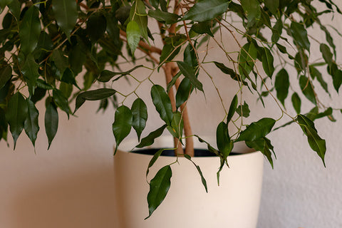 Ficus benjamina | Australian Indoor Houseplants | Chalet Boutique, Australia