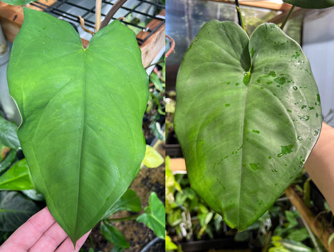 Mature Syngonium chiapense & Syngonium macrophyllum