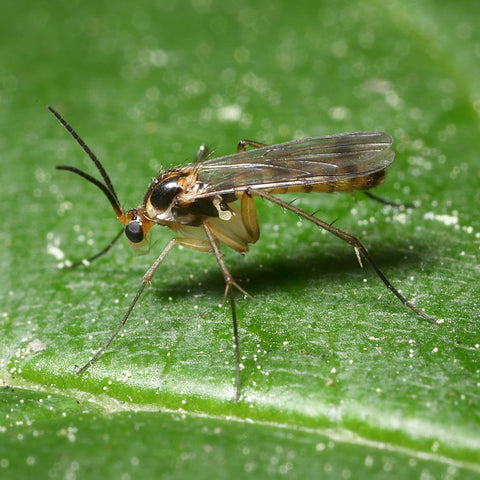 How to treat Fungus Gnats