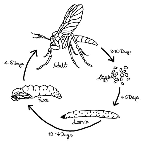 gnat life cycle
