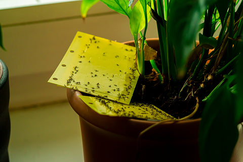 Fungus Gnats on Yellow Sticky Tapes