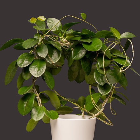 Hoya Carnosa | Low-Light Indoor Plant