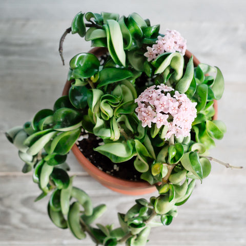 Hoya Carnosa Indian Rope | Low-Light Indoor Plants