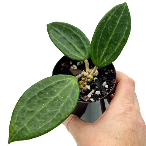 Hoya latifolia | Low Light Indoor Plant