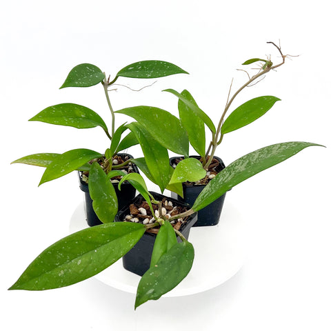 Hoya pubicalyx 'Royal Hawaiian' | Best Low-Light Hanging Indoor Plants