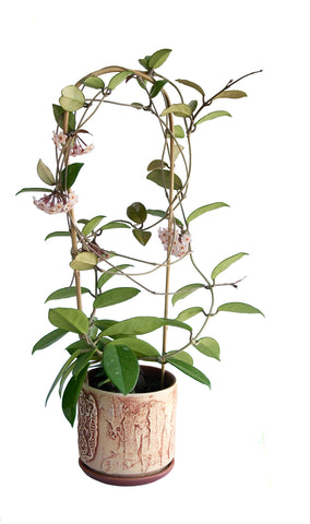 Hoya Plant  | Australian Indoor Houseplants | Chalet Boutique