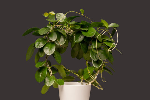 Hoya Plant | Australian Indoor Houseplants | Chalet Boutique