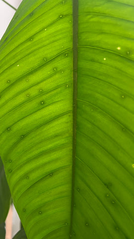 Extrafloral Nectaries on a Philodendron | Chalet Boutique, Australia