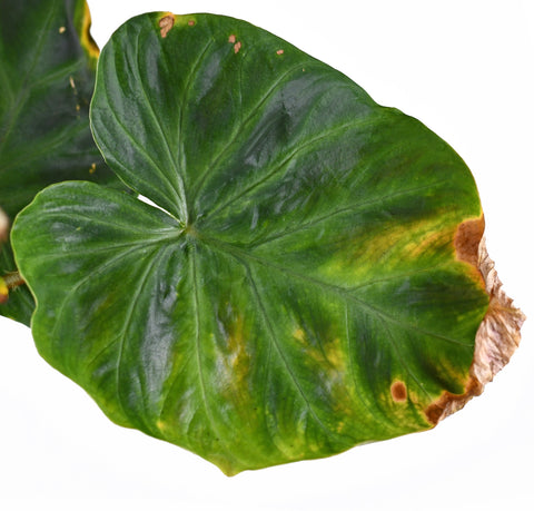 Leaf burn on a Philodendron from over fertilising