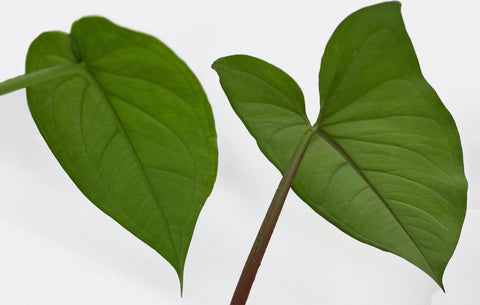 Syngonium chiapense & Syngonium macrophyllum Back of Leaves