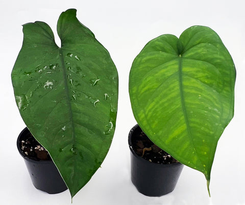 Juvenile Syngonium macrophyllum and Syngonium chiapense