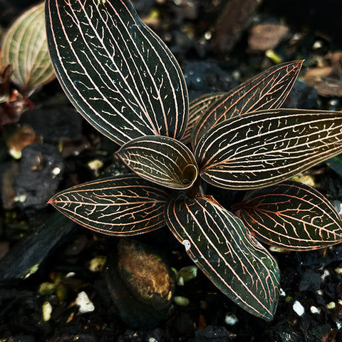 JEWEL ORCHID (LUDISIA DISCOLOUR) | Low-Light Indoor Plants