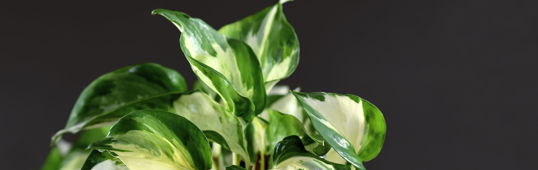 Epipremnum Manjula | Australian Indoor Houseplants | Chalet Boutique