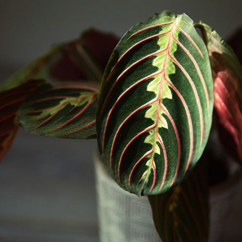Maranta leuconeura, Red Vein Prayer Plant | Low-Light Indoor Plants