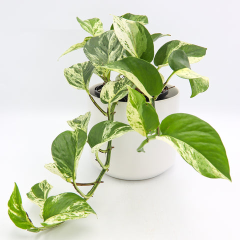 Marble Queen | Australian Indoor Houseplants | Chalet Boutique