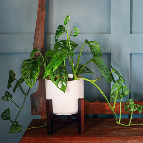 Monstera Adansonii | Low Light Indoor Plants