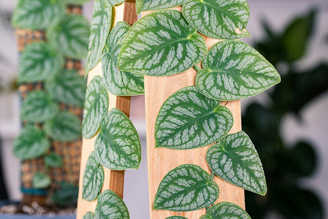 Monstera dubia | Australian Indoor Houseplants | Chalet Boutique