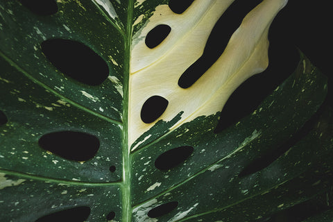 Monstera Thai Constellation | Australian Indoor Houseplants | Chalet Boutique