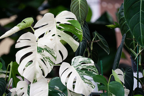 Monstera deliciosa variegated | Australian Indoor Houseplants | Chalet Boutique