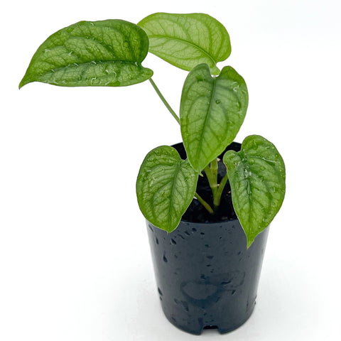 Monstera Siltepecana 'El Salvador' | Best Low-Light Hanging Indoor Plants
