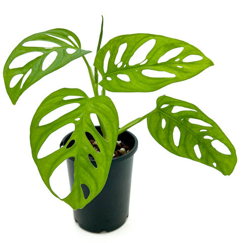 Monstera adansonii 'Monkey Mask' | Best Low-Light Hanging Indoor Plants