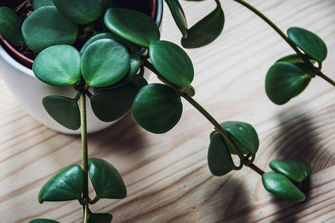 Peperomia Hope | Australian Indoor Houseplants | Chalet Boutique, Australia