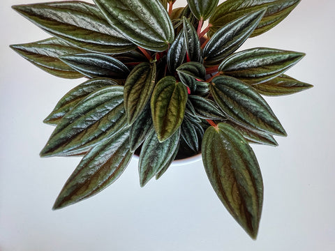 Peperomia Rosso | Australian Indoor Houseplants | Chalet Boutique, Australia