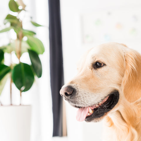 Plants Bad for Dogs | Chalet Boutique, Australia