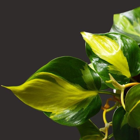 PhilodendronBrasil | Low-Light Indoor Plants