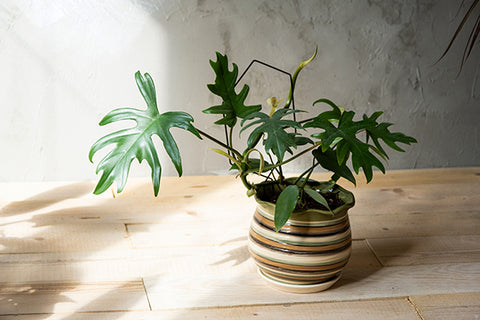 Philodendron Mayoi  | Australian Indoor Houseplants | Chalet Boutique