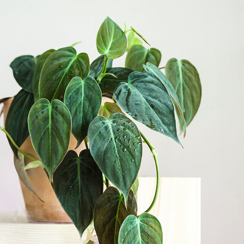 Philodendron Micans | Low Light Indoor Plant