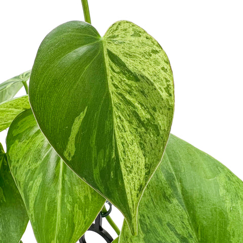 Philodendron Heart Leaf 'Variegated' | Best Low-Light Hanging Indoor Plants