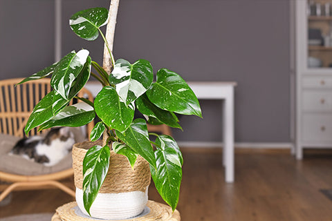 Philodendron White Princess | Australian Indoor Houseplants | Chalet Boutique