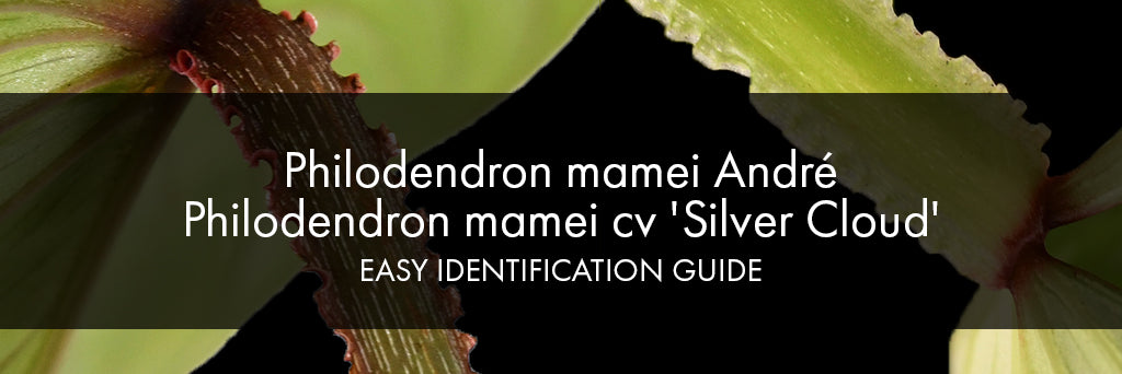 Philodendron mamei & philodendron silver cloud identification guide