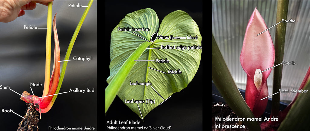 Philodendron species morphology features Philodendron Mamei & Philodendron Silver Cloud